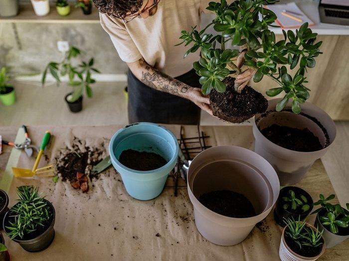 Que faire du compost mature?