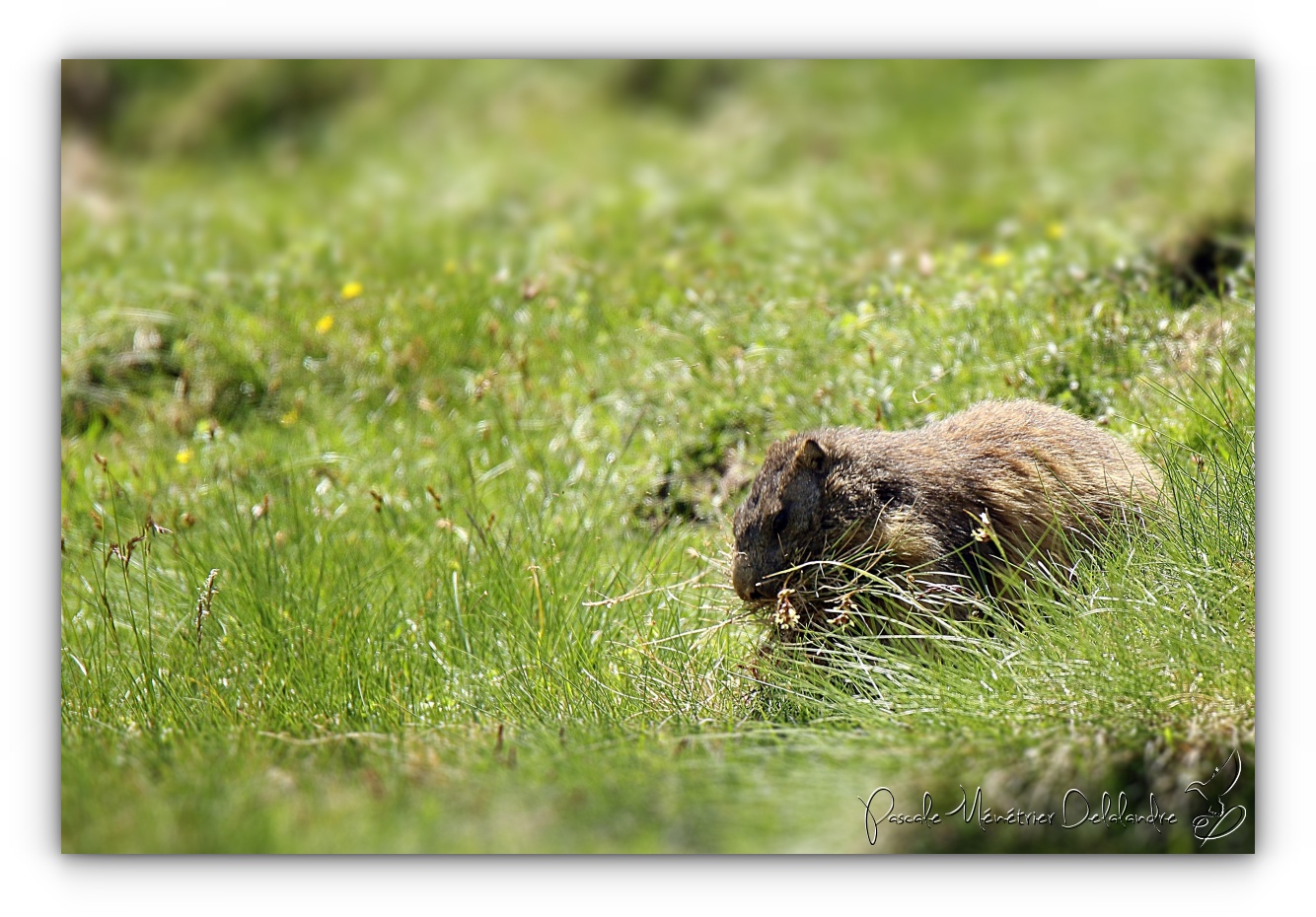 Marmottes des Alpes dans les Pyrénées