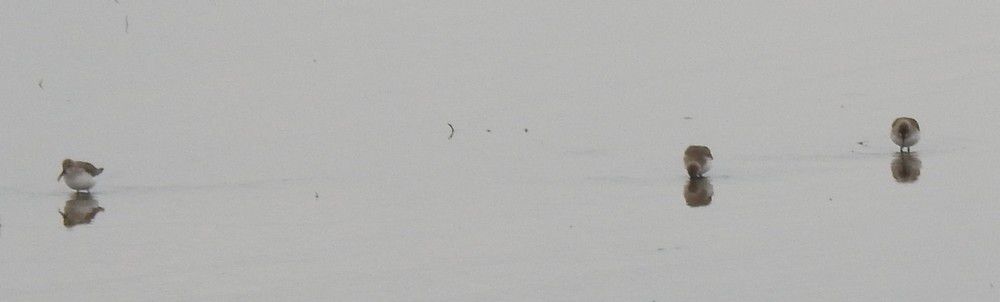 Oiseaux au bord du Bassin d'Arcachon - janvier 2024...
