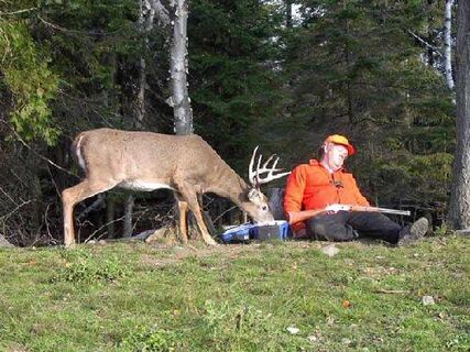 Qui va à la chasse...