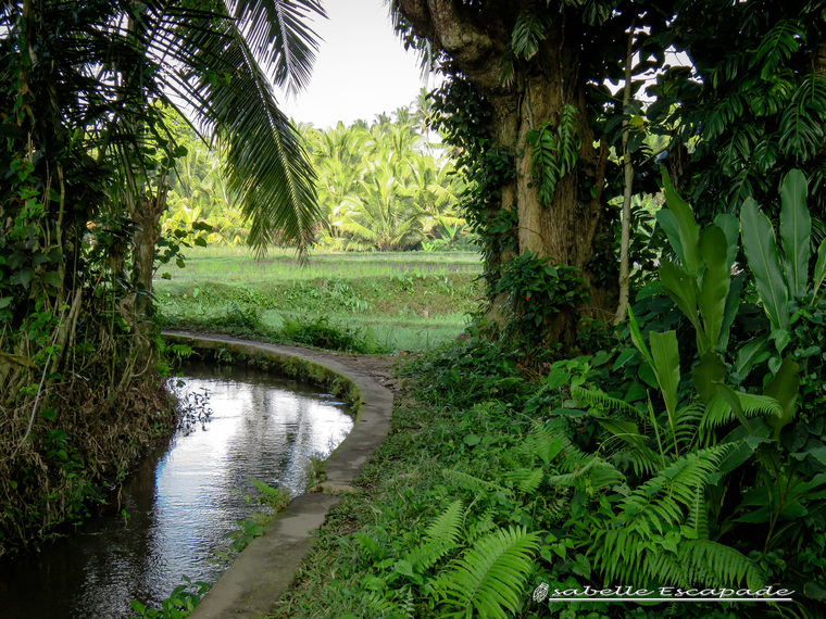 27 Juillet 2018 - Dans les rizières d'Ubud...