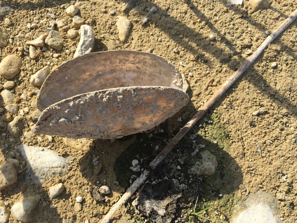 Coquillage lacustre