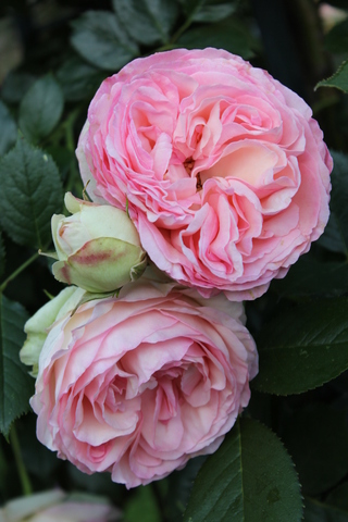 rose Pierre de Ronsard de Meilland