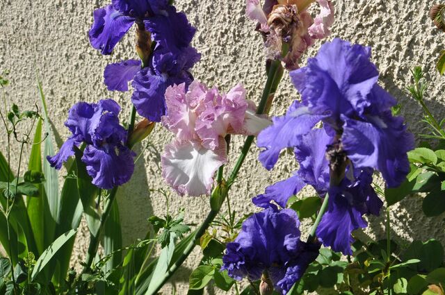 iris 10 mai 2015