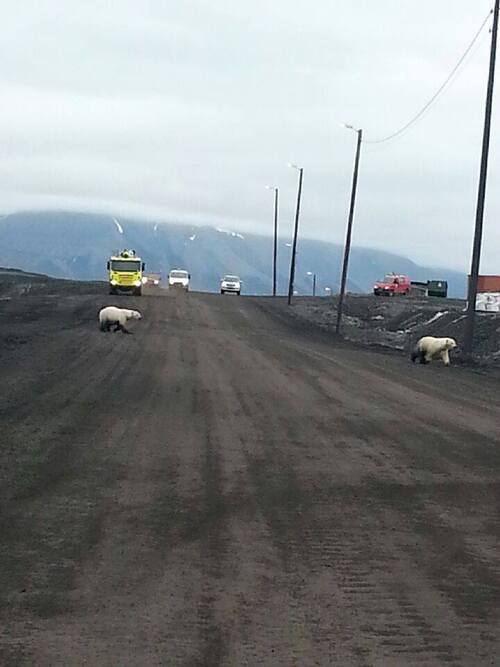 Ours en visite à Svea (photo AF Arctic)