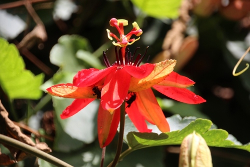 encore des fleurs au Costa Rica