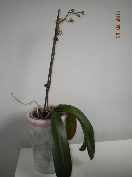 Orchidée Phalaenopsis