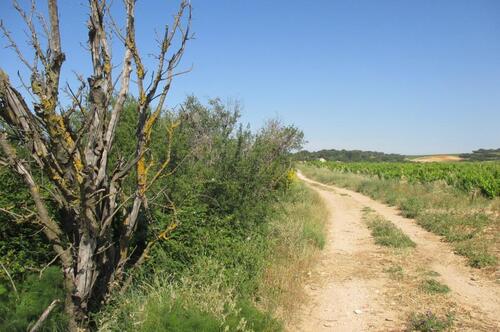 Randonnée à Châteauneuf-du-Pape