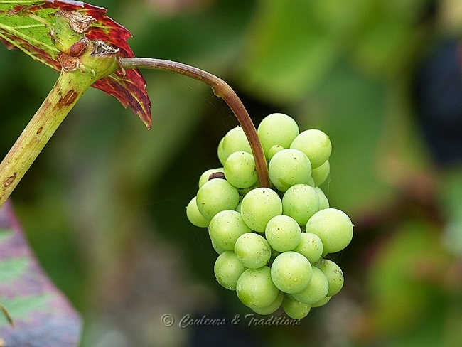 Vendange Champenoise