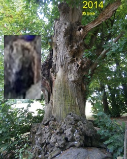 2 matérialisations dans un arbre (essé 35) 2014
