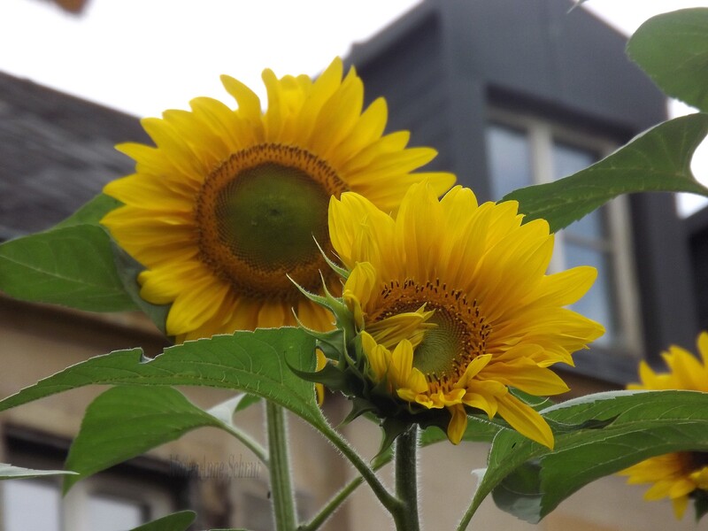 Des soleils en jardinières.