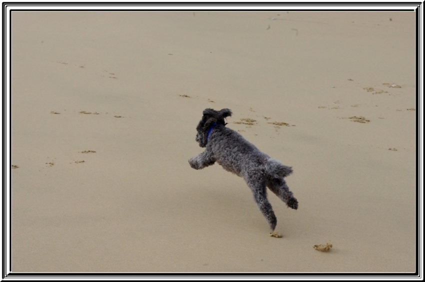 Titi Falcon à la plage