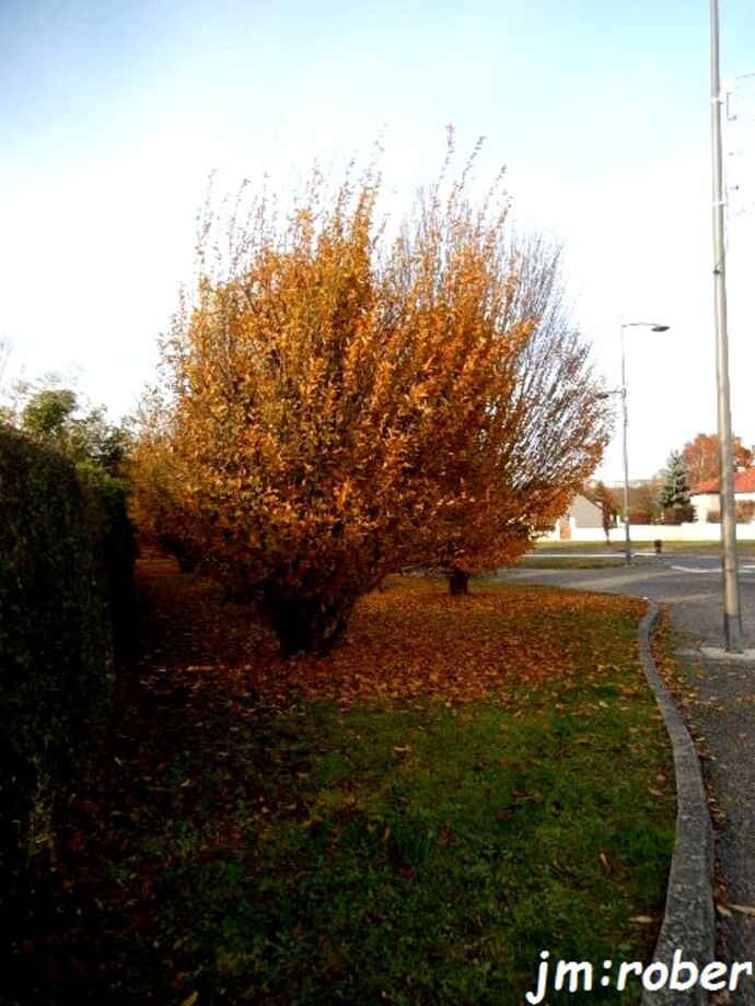 L'automne nous fuit avec sa poèsie de couleur