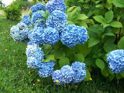 hortensia bleu 
