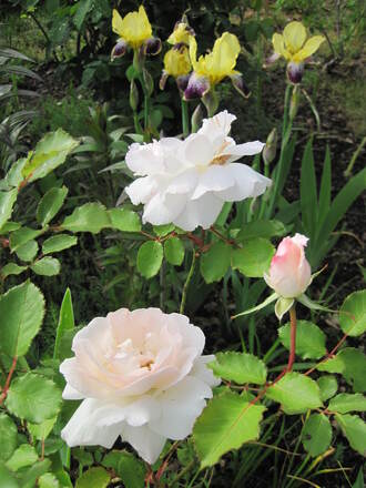 Rose Plume d'Ange, rosier grimpant de Meilland.