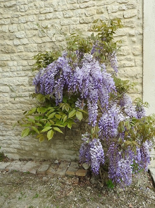 ... au mur, il y avait une glycine...