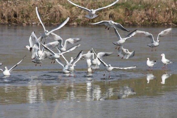 Mouettes