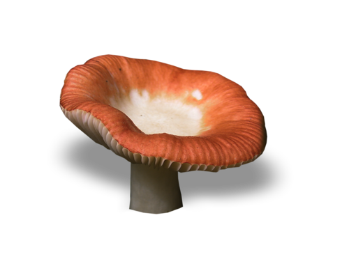 Champignons