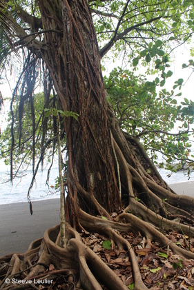 Costa Rica : la côte Pacifique