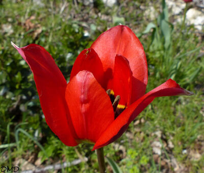 Tulipa raddii  -  tulipe précoce