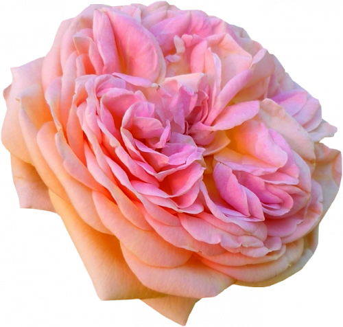 Tube fleur, tube roses
