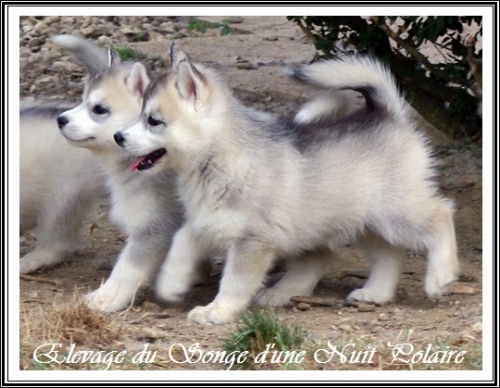 Chiots Huskys Groupe (46j)