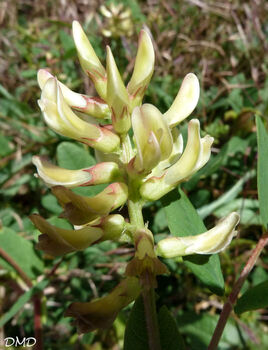 Astragalus glycyphyllos - astragale à feuilles de réglisse - réglisse sauvage