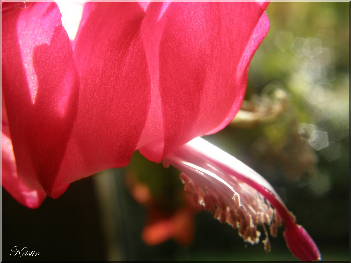 cactus de noel rouge