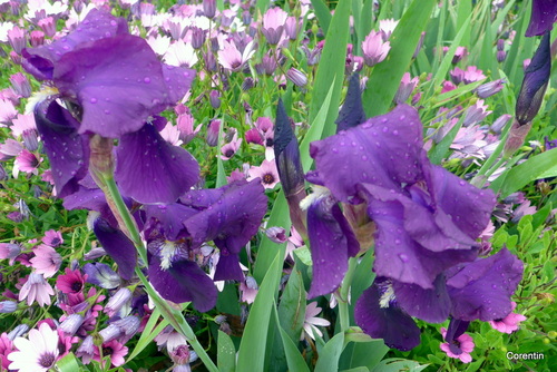 De beaux iris