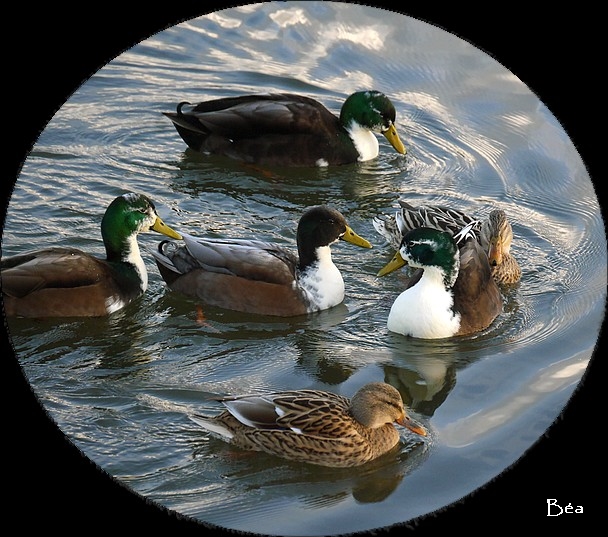 Couleurs  d'hiver