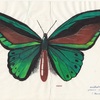 papillon gouache