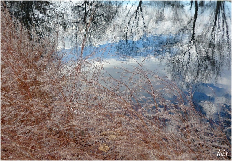 Reflets sur les étangs du Jardin Botanique (novembre)