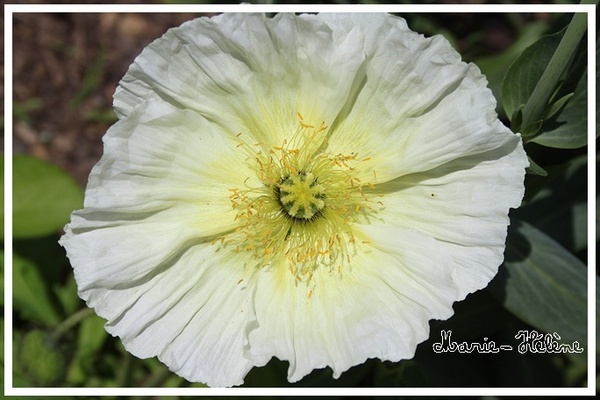 Week-end FLEURS