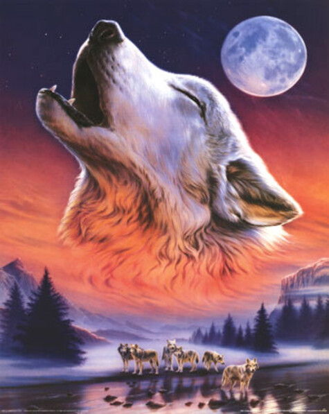 5 Images de Loups