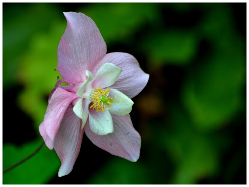 Aquilegia vulgaris