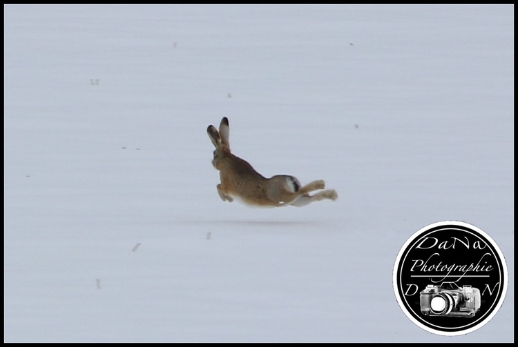 Le lièvre d’Europe (Lepus europaeus)