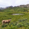 Vache espagnole et troupeau de vaches près de l'ibonet Fuentes del Gállego