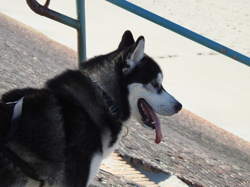 chiens des glaces