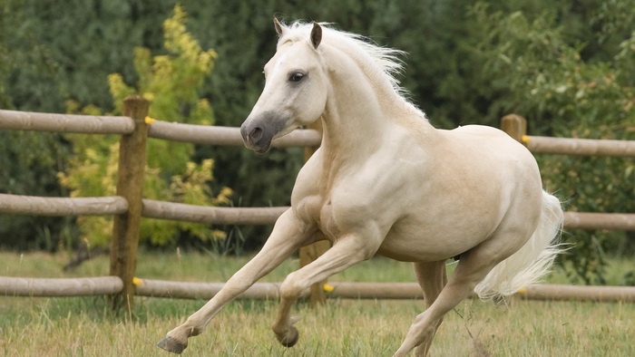 10 images de chevaux