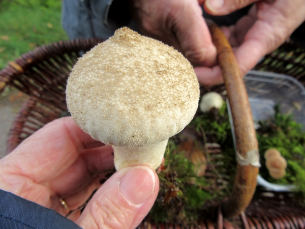Les mycologues Châtillonnais ont sillonné le Morvan a la recherche d'espèces différentes de champignons...et leur quête a été fructueuse !