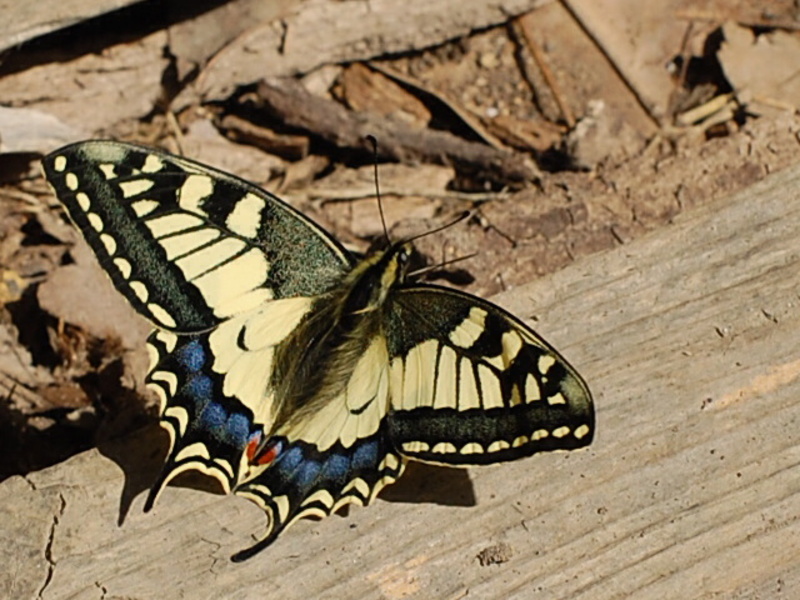 machaon