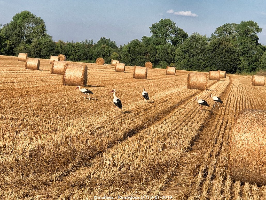 Les cigognes de Romegoux (17)