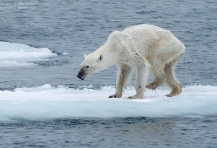 La photo d'un ours polaire d'une maigreur squelettique a provoqué un tollé sur la toile !