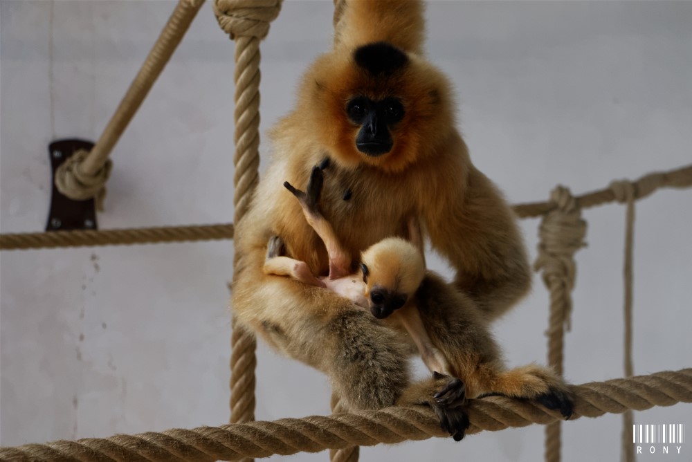 Gibbon à joues jaunes