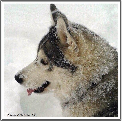 Huskys dans la neige (février 2015)