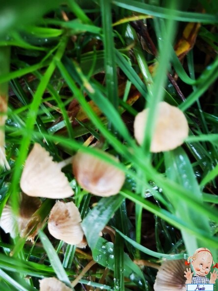 Champignons et fleurs