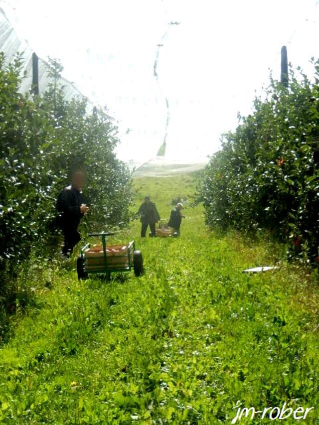 Cueillir soi-même son fruit avec la vente directe du Producteur au Consommateur