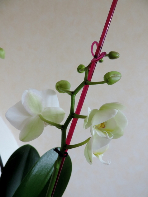 Quelques orchidées...