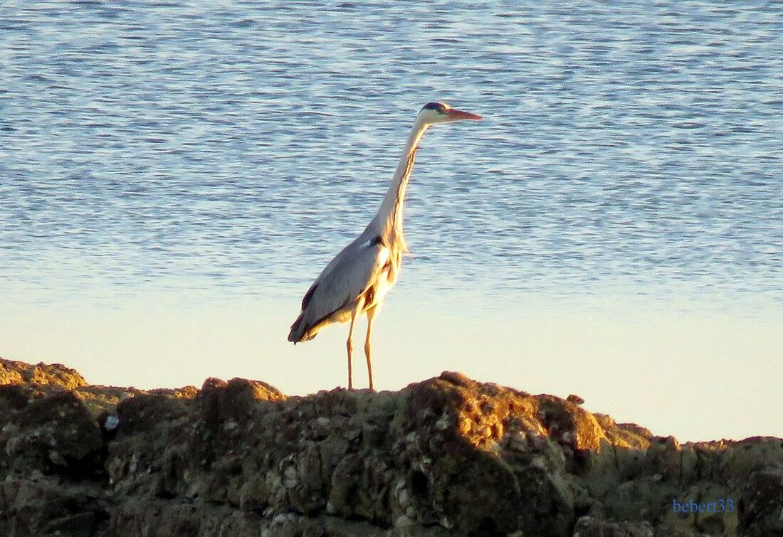 Héron et aigrette