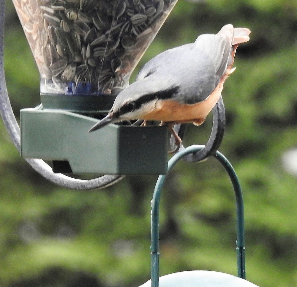 Les oiseaux de mon jardin - janvier 2019 : les sitelles torchepot...